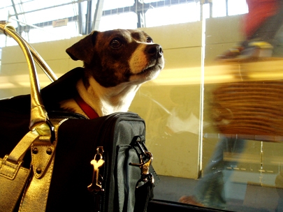 ..the leader of the pack