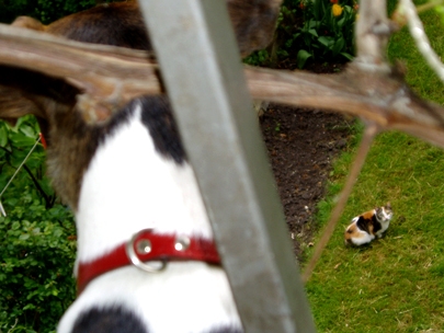 The dog, the cat and the mouse