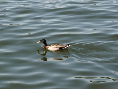 feathered illusionist