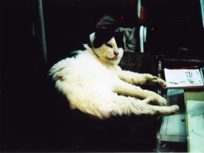 miaow, summer is too hot