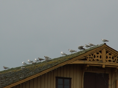 resting instead of nesting