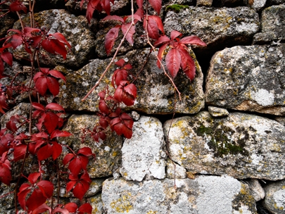 red combination Autumn-Winter