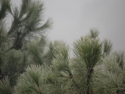 A foggy day from my window