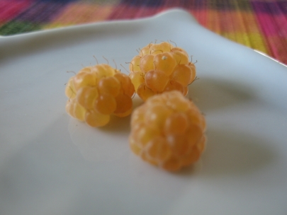 frambuesas cultivadas por papa