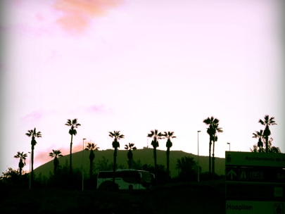 collecting palm trees 