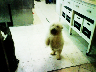 chipi, the guardian of 