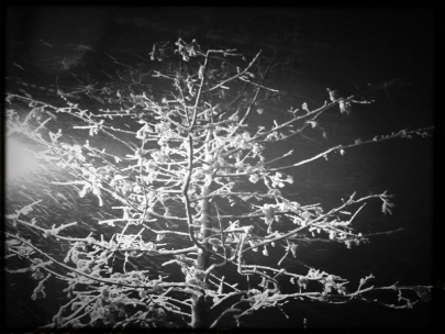 Branchout in wintertime