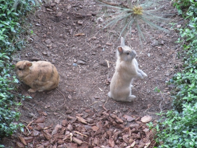 the neighbours under