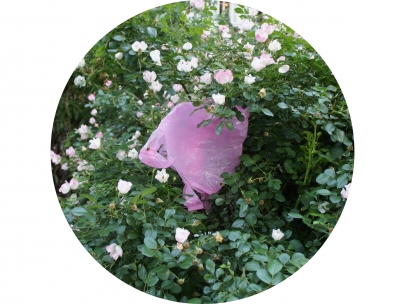 pinkbag and roses in paris