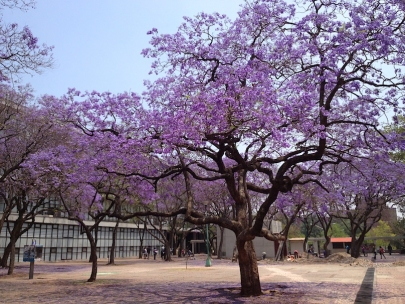 Jacarandas explosion at UNAM
