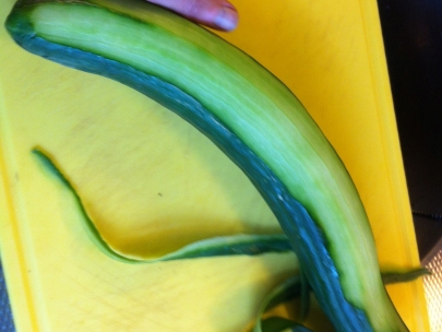 cucumber pretending to be mammal