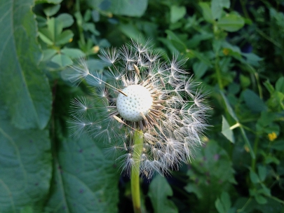 Finding beauty in nature