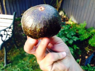 Huge figs thanks to our neighbours