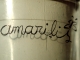 amarilis